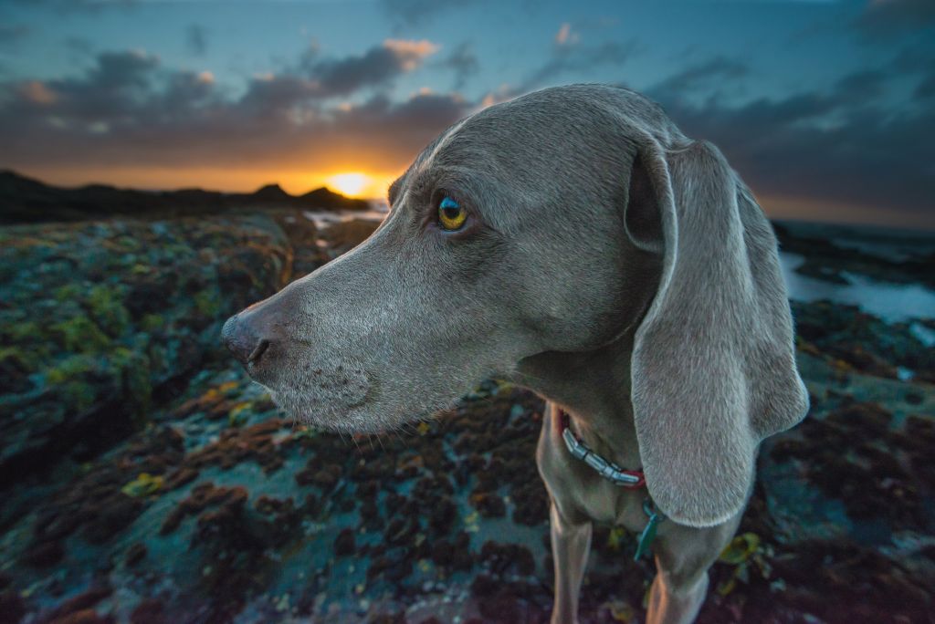 Wo Melde Ich Meinen Hund An Melde Deinen Hund bei TUIfly an: Anleitung und Tipps - Haustiernasen
