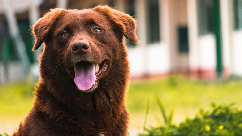 Wie überrede Ich Meine Eltern Zu Einem Hund Wie Du Deine Eltern dazu überreden kannst, einen Hund zu bekommen