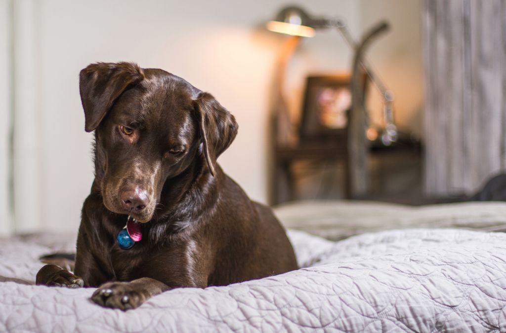 Hund nicht angemeldet Strafe bei Verstoß Haustiernasen