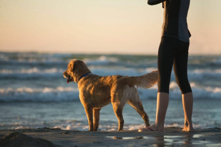 Käsefüße beim Hund: Ursachen und Lösungen - Haustiernasen