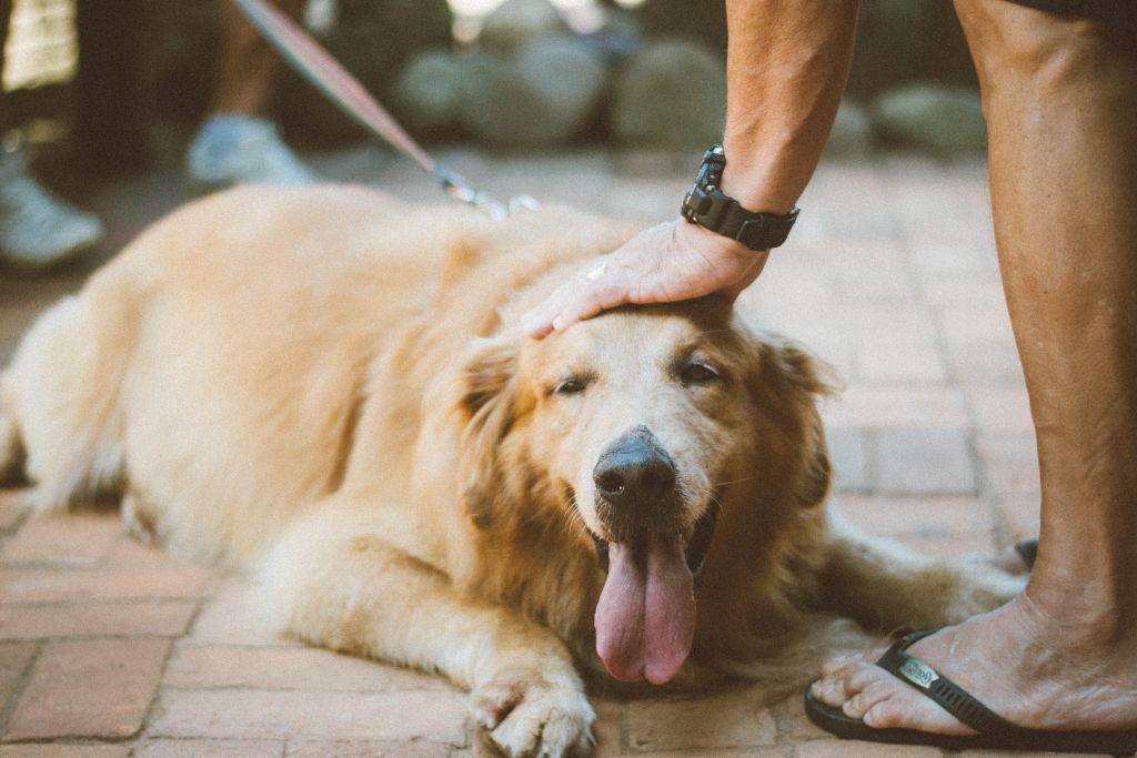 Wie überrede Ich Meine Eltern Zu Einem Hund Wie Du Deine Eltern für einen Hund überzeugen kannst - Haustiernasen