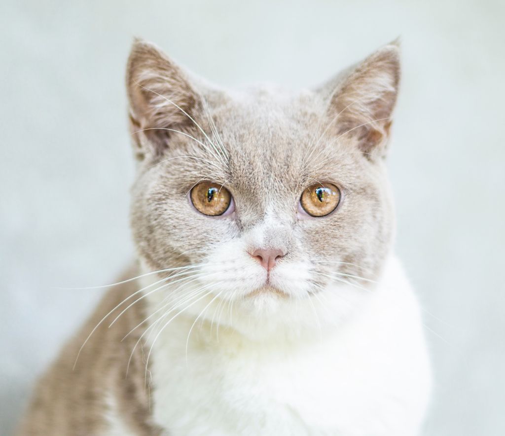 Katze Das Erste Mal Draußen Kommt Nicht Wieder Katze das erste Mal rauslassen: Tipps für den richtigen Zeitpunkt und