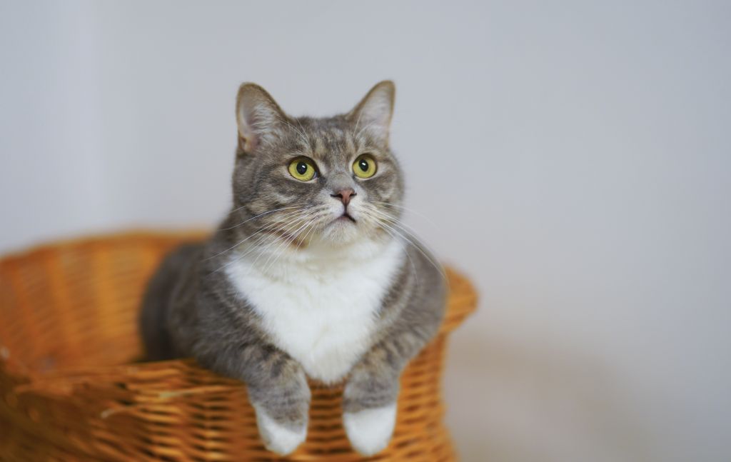 Katzenrassen bestimmen Tipps zur Identifikation Haustiernasen