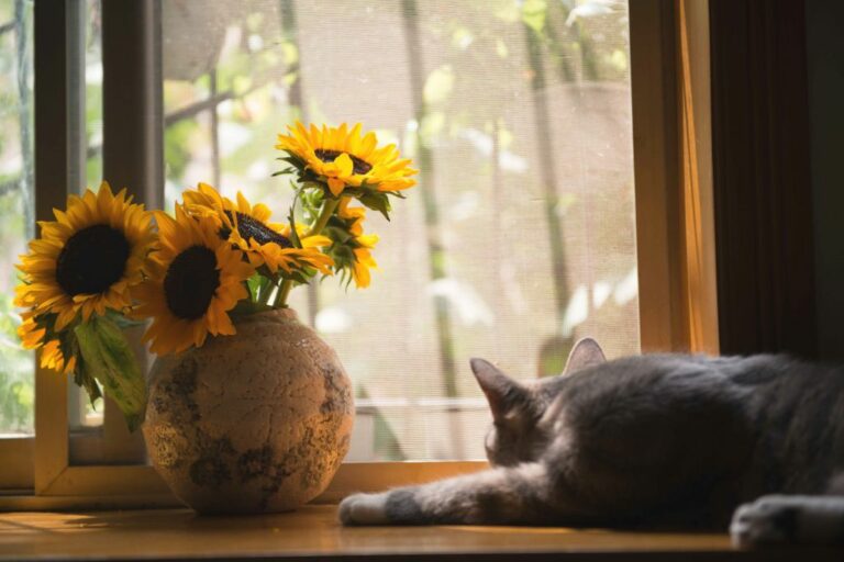 Katze nicht kastrieren Konsequenzen und Alternativen Haustiernasen