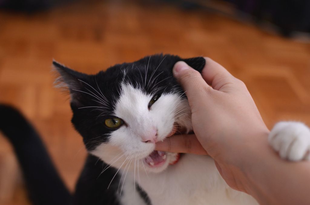 Katzenwunde stinkt? Ursachen, Behandlung und Prävention - Haustiernasen