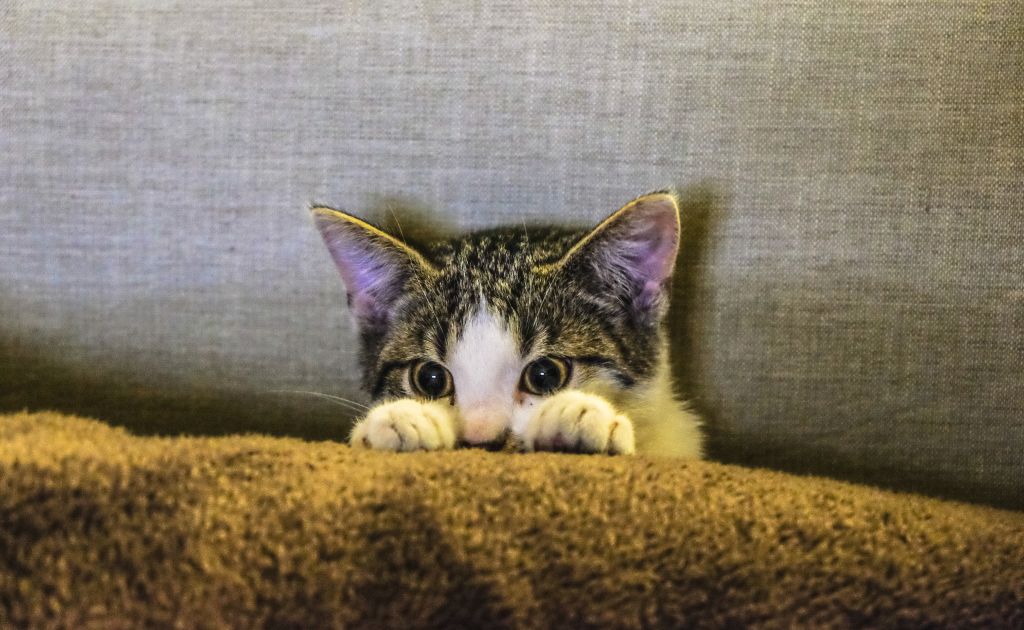 Katze mit geschwollener Pfote: Ursachen und Behandlung - Haustiernasen