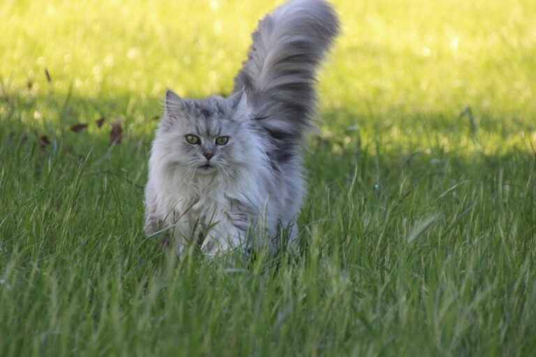 Katzenrassen bestimmen Wie du herausfindest, welche Rasse deine Katze hat Haustiernasen