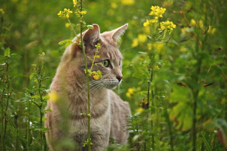 Katze geht nicht mehr aufs Klo Ursachen und Lösungen Haustiernasen