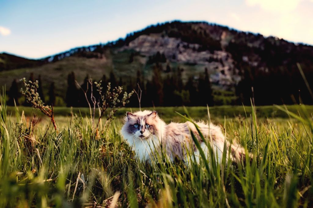 Schleim im Auge meiner Katze Ursachen und Behandlungsmöglichkeiten Haustiernasen