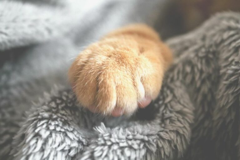 Katze beißt sich das Fell aus Ursachen und Lösungen Haustiernasen