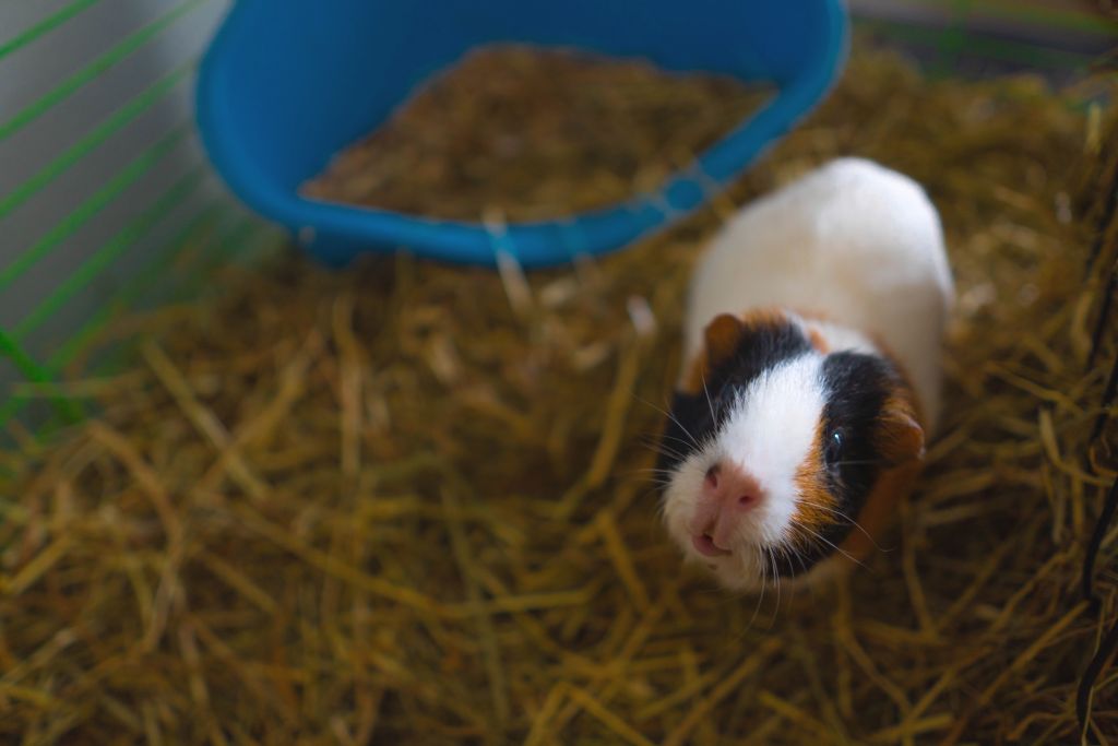Meerschweinchen trauern auch Tipps für den Umgang mit dem Tod eines Partners Haustiernasen