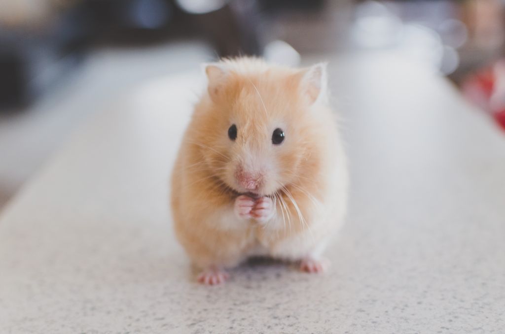 Wie reinige ich meinen Hamsterkäfig? Praktische Anleitung & nützliche Tipps Haustiernasen