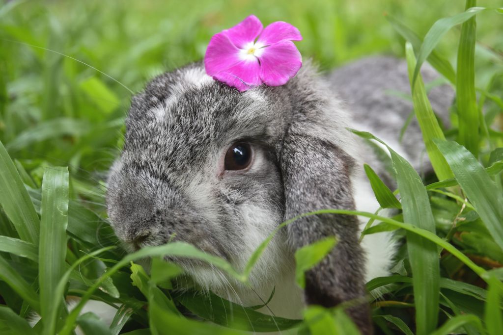 Entzündung im Mund bei Hasen Ursachen, Symptome und Hausmittel